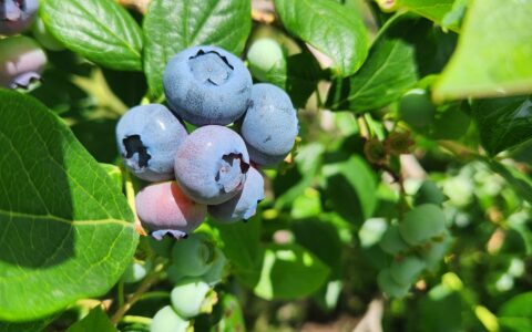 【2025年度 】ブルーベリーの摘み取りについて