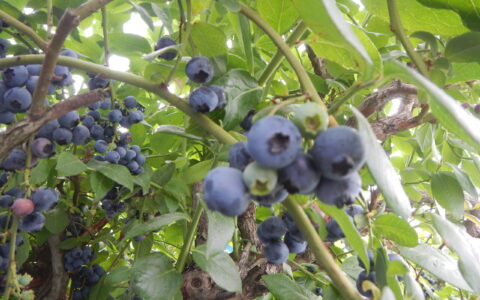 【2025シーズン終盤戦】８月３連休まだまだ楽しめます！