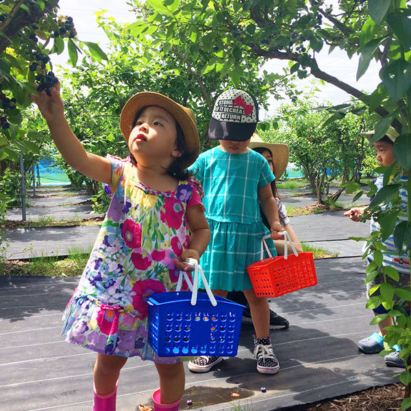 福島･会津 - 猪苗代町で初めてのブルーベリー狩りができる観光農園 宇川ブルーベリー園