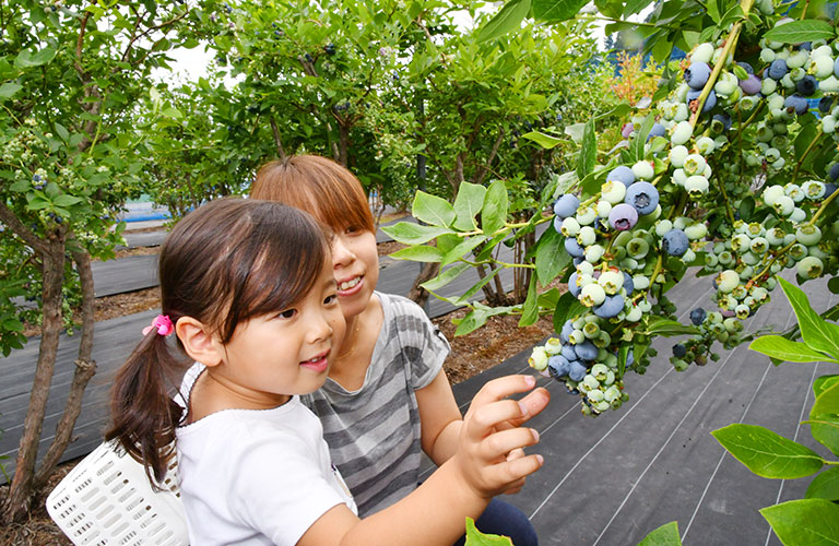 福島県 会津 猪苗代 ブルーベリー狩り・摘み取り 宇川ブルーベリー園