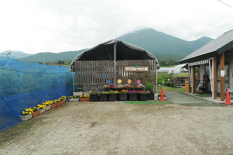 宇川ブルーベリー園 by 宇川クリーンファーム
